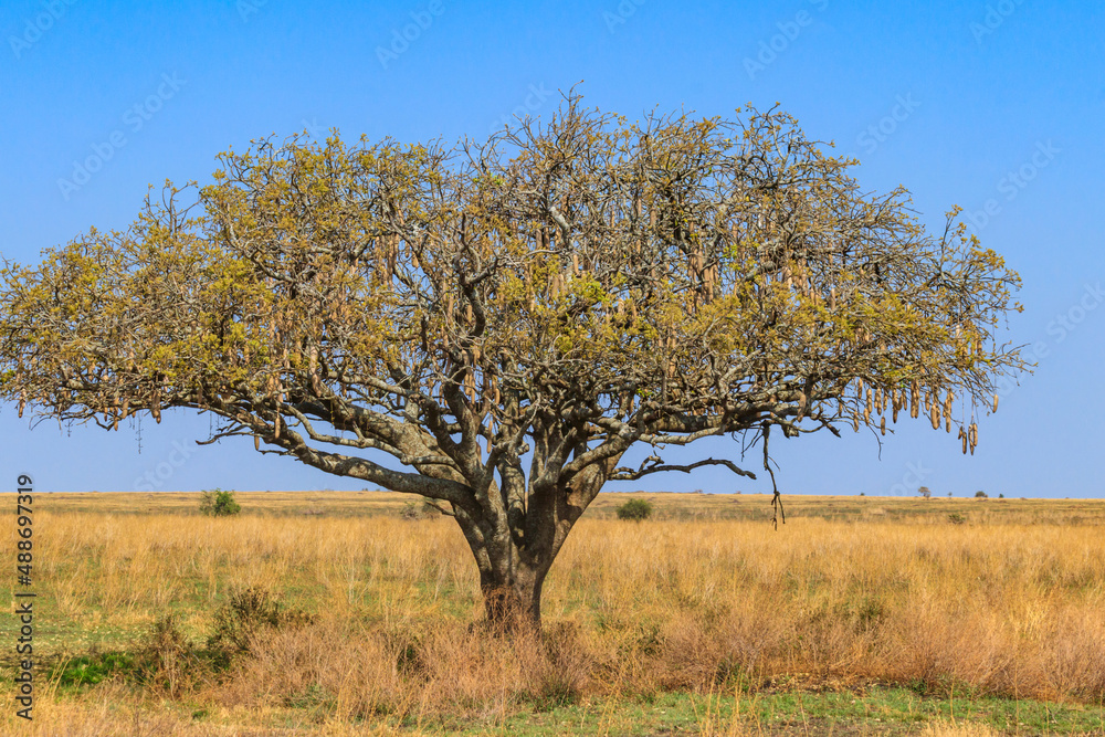 Sausage tree (Kigelia africana) in Serengeti national park, Tanzania Sausage tree (Kigelia africana) in Serengeti national park, Tanzania