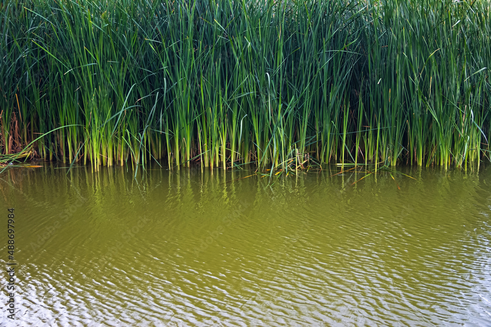 Green reed fibers, leaves in the lake, reflections on the water surface. Green reed fibers, leaves in the lake, reflections on the water surface.