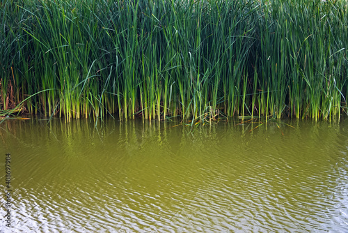 Green reed fibers, leaves in the lake, reflections on the water surface.