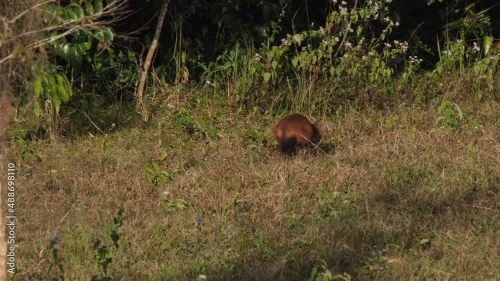 Whistling Dog Cuon alpinus seen walking on grass then another individual appears to chase it going inside the darkness of the forest in Khao Yai National Park, Thailand. Whistling Dog Cuon alpinus seen walking on grass then another individual appears to chase it going inside the darkness of the forest in Khao Yai National Park, Thailand.