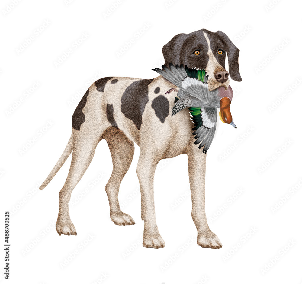 chien, animal de compagnie, braque de weimar, gibier, canard siffleur, mal, femelle, à poil court, animal, brun, chiot, canidé, isolé, braque, joli, noir et blanc, portrait, mammifère, chien de rappo chien, animal de compagnie, braque de weimar, gibier, canard siffleur, mal, femelle, à poil court, animal, brun, chiot, canidé, isolé, braque, joli, noir et blanc, portrait, mammifère, chien de rappo