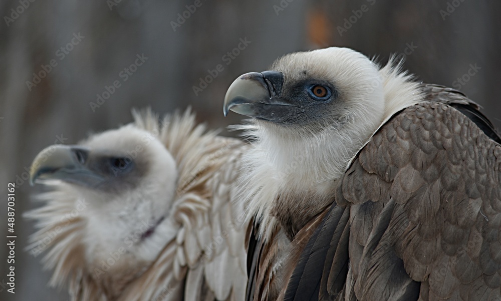 The griffon vulture fluffing its feathers sits in the zoo in the winter in an open enclosure The griffon vulture fluffing its feathers sits in the zoo in the winter in an open enclosure