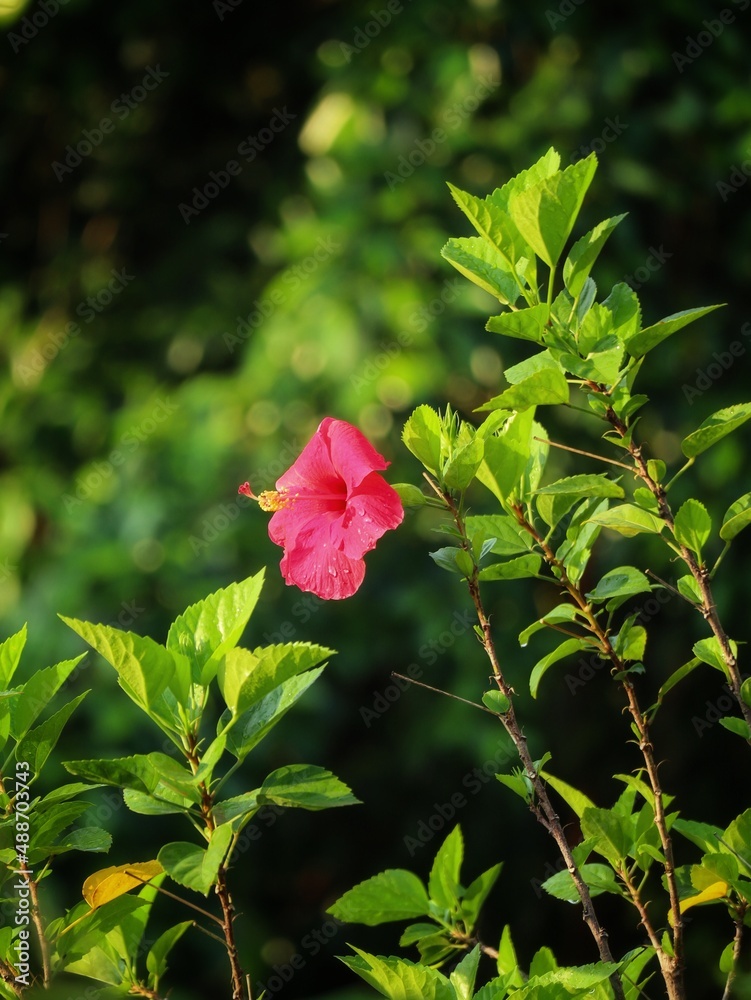 hibiscus plant and flower