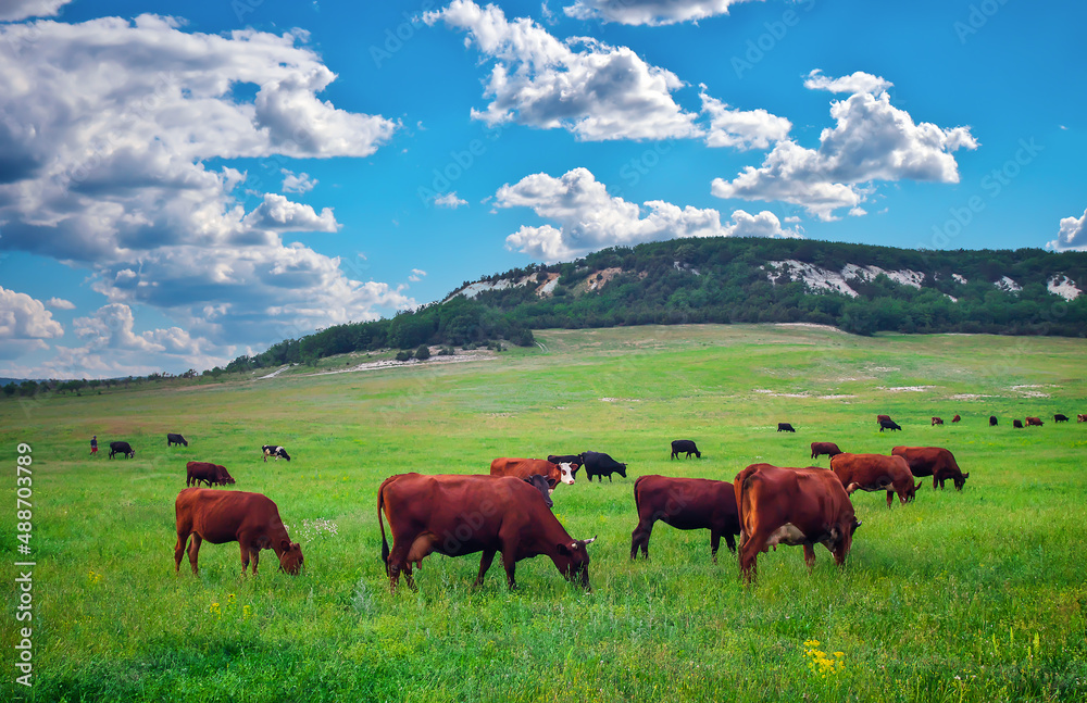 Cows on green meadow. Composition of nature Cows on green meadow. Composition of nature