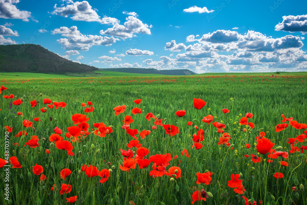 Amazing floral landscape with blooming red poppy, cloudy blue sky and mountain. Natural beauty and excellent colorful design background.