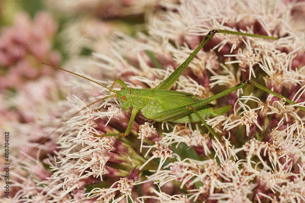Closeup on a brilliant green Sickle-bearing Bush-Cricket, Phaneroptera falcata, feeding on pink flowers of Eupatorium cannabinum Closeup on a brilliant green Sickle-bearing Bush-Cricket, Phaneroptera falcata, feeding on pink flowers of Eupatorium cannabinum
