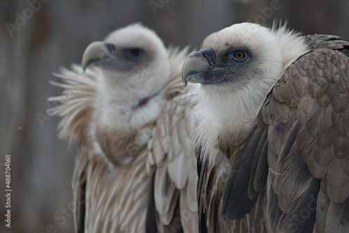 The griffon vulture fluffing its feathers sits in the zoo in the winter in an open enclosure. Zoo Penza Russia