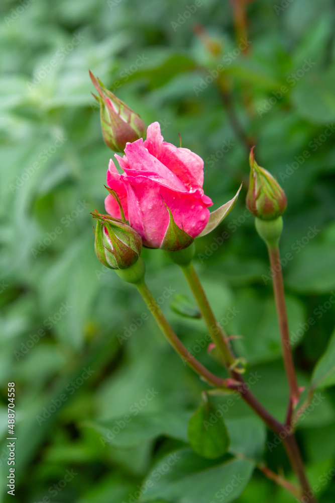 Bud of pink rose with blurred green natural background. Bud of pink rose with blurred green natural background.