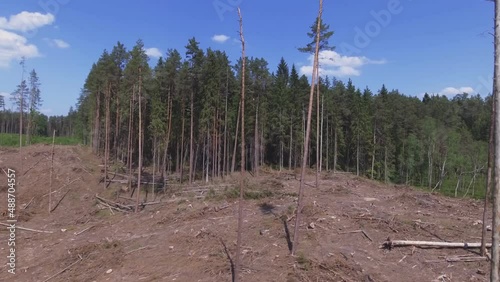 Felled Area In a Coniferous Forest On A Sunny Summer Day. Aerial Shot photo