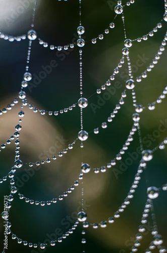 Water drops on a web close-up