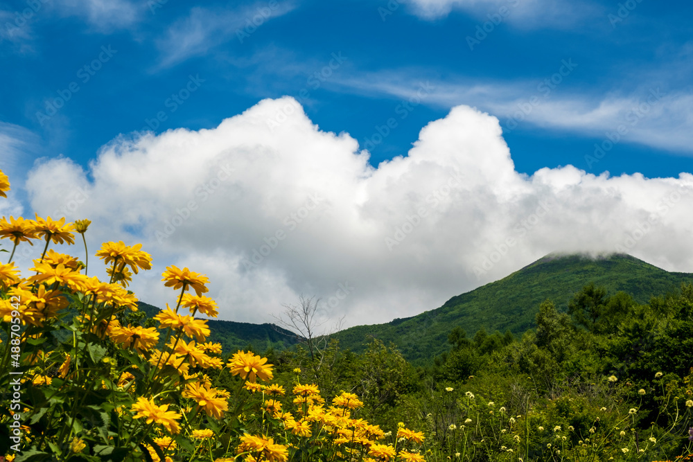 夏山にかかる白い雲とお花畑 夏山にかかる白い雲とお花畑