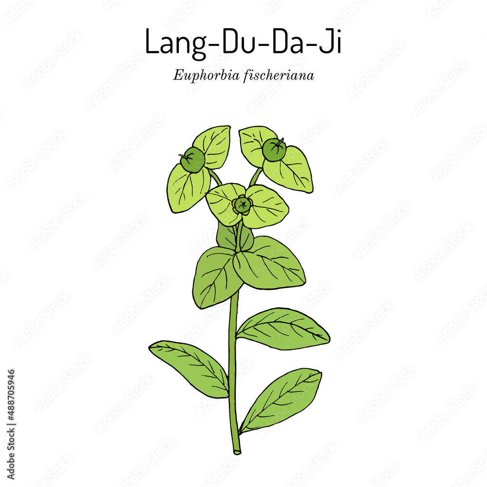 Lang-Du-Da-Ji Euphorbia fischeriana , medicinal plant.