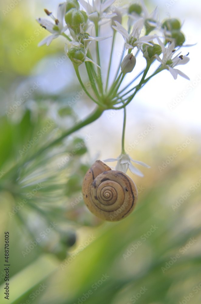 A small brown spotted snail on the leaves of the plant A small brown spotted snail on the leaves of the plant