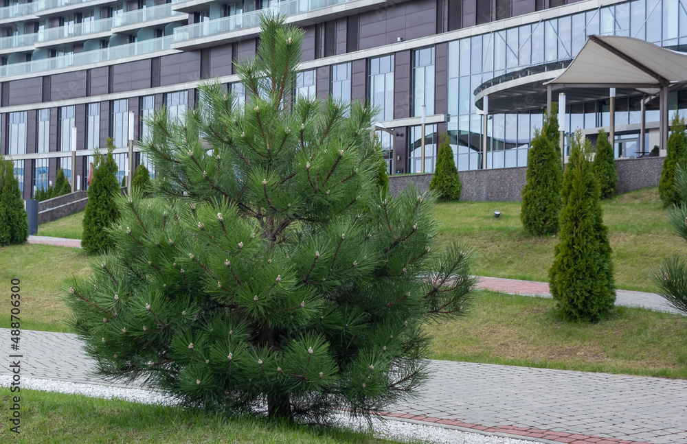 Obraz premium Lonely European Cedar Pine in European City