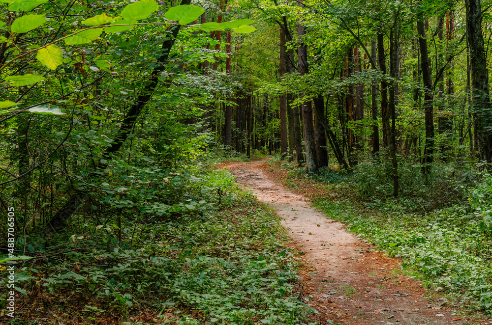 Fototapeta premium path in the woods