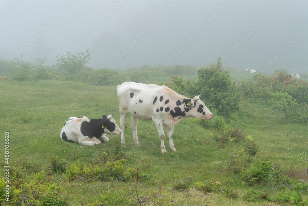 霧の中の牧場の牛