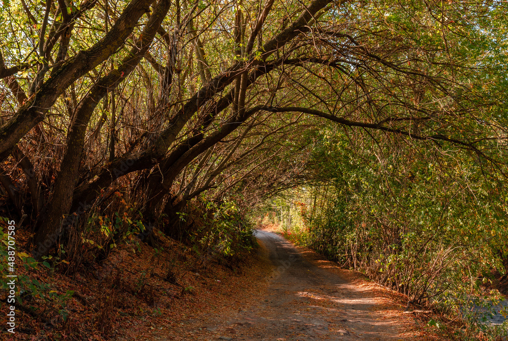 Obraz premium footpath in the woods