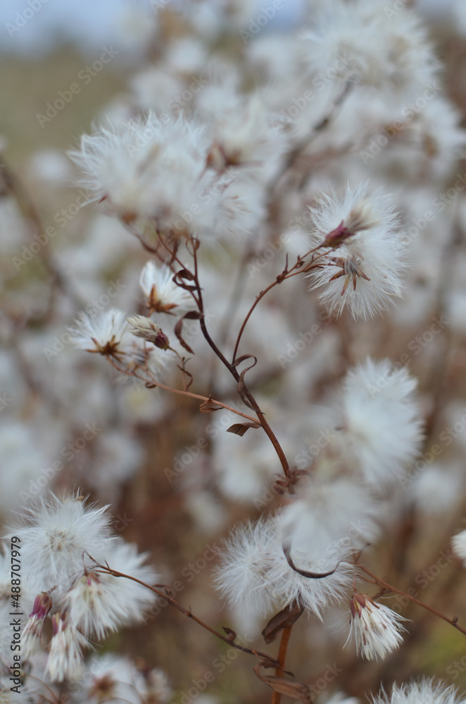 Meadow plant with white fluffy seeds Meadow plant with white fluffy seeds