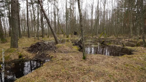 Swampy pond in forest with beaver hut on shore.