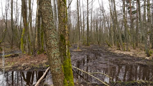 Black magmire in swampy forest is a favorite boar retention location.