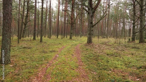 Camera move forward low to the mossy ground in autumn pine forest.