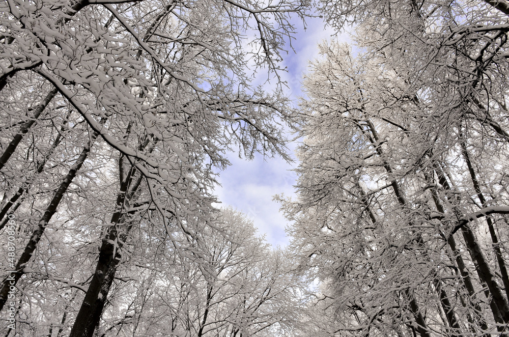 glimpses of blue sky through snow covered trees in winter forest glimpses of blue sky through snow covered trees in winter forest