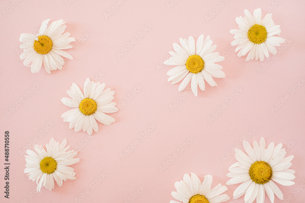 Beautiful chamomile daisy flower on neutral pink background. Minimalist floral template