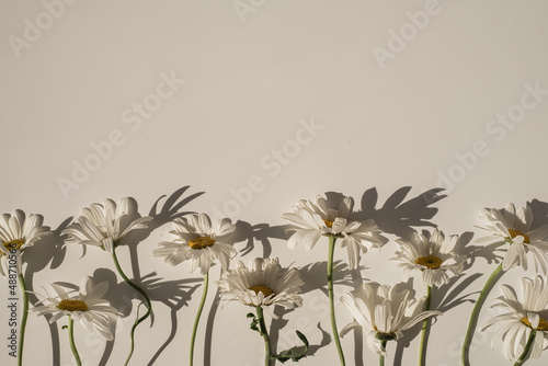 Elegant aesthetic chamomile daisy flowers pattern with sunlight shadows on neutral beige background with copy space photo