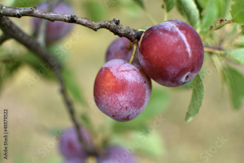 Wild plum tree in an orchard in France in summer. Blue and violet plums in garden, prunus domestica