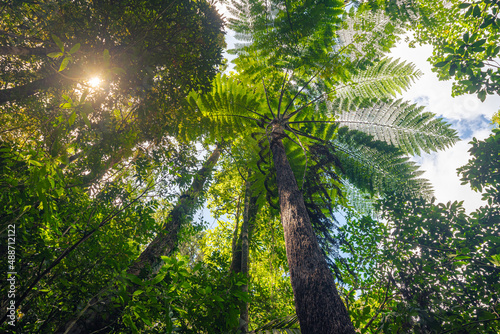 Jurassic jungle  walk back in time to jurassic world and discovery the forest. Trekking and camping in the wild concept. Amazing amazon landscape with rain forest at south of Thailand.