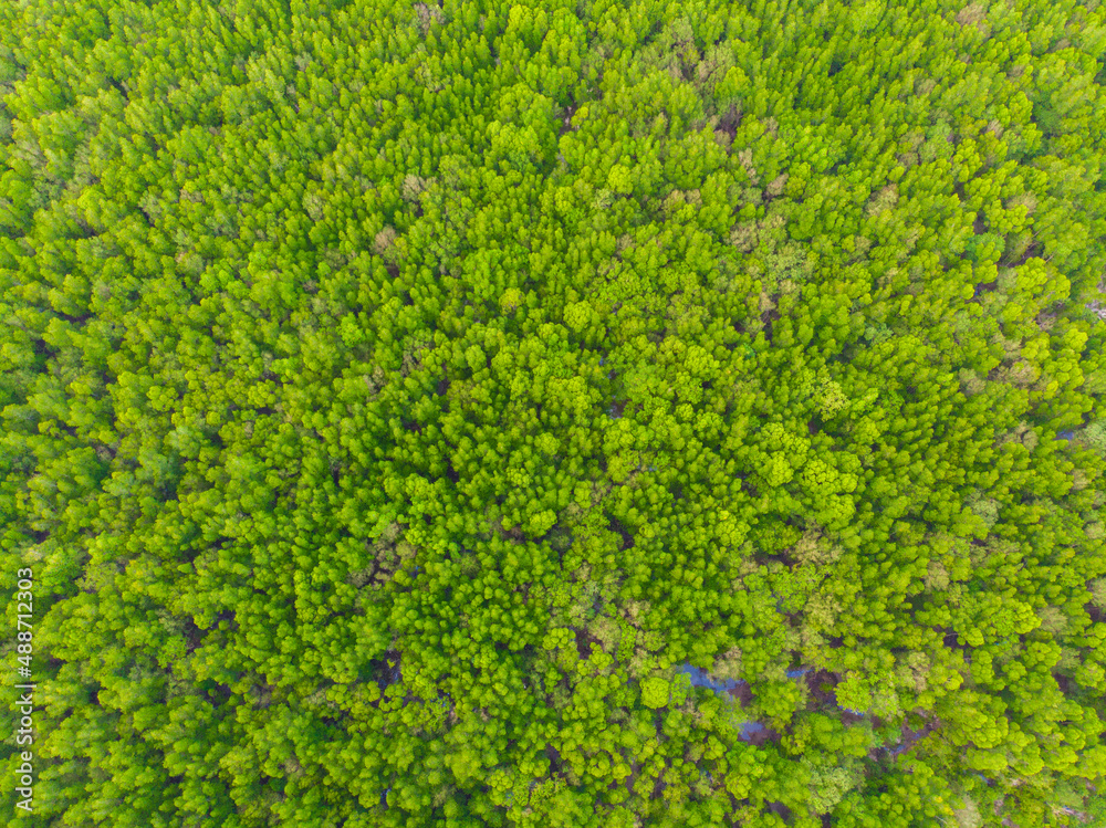Green tropical mangrove forest in sea bay ecology system nature landscape Green tropical mangrove forest in sea bay ecology system nature landscape