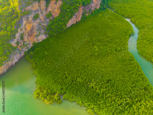 Green tropical mangrove forest in sea bay ecology system nature landscape