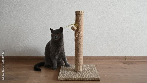 scratching post for a cat. Scottish cat sharpens its claws on a scratching post