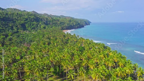 Wallpaper Mural Palm forest on shore of tropical Playa Coson, Las Terrenas, Caribbean sea Torontodigital.ca