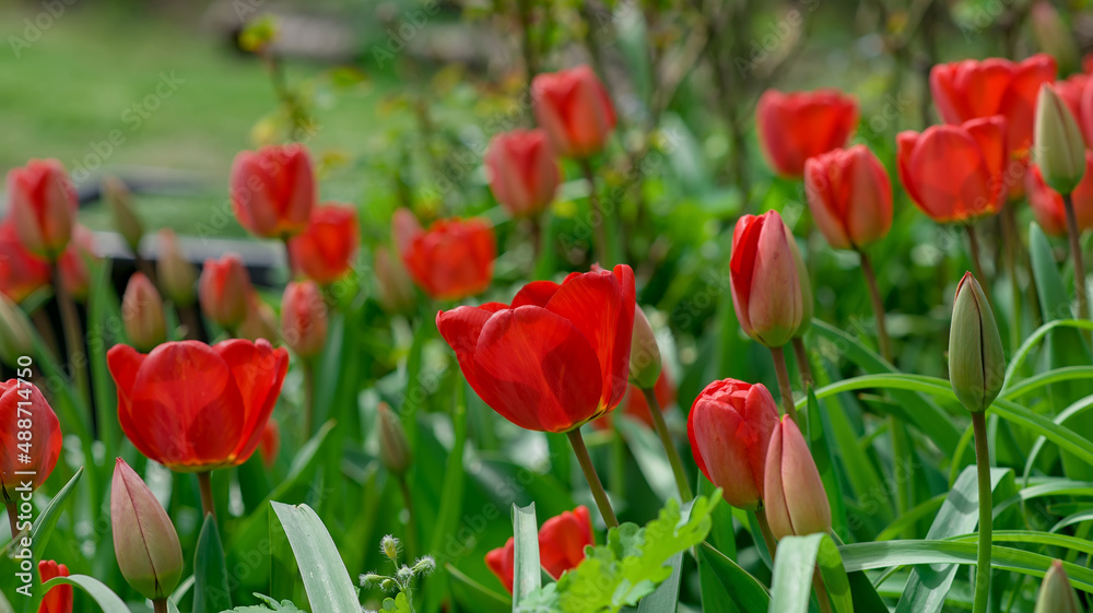 Red tulip flower in the field with vivid color