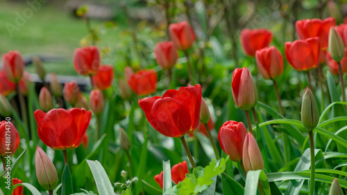 Red tulip flower in the field with vivid color