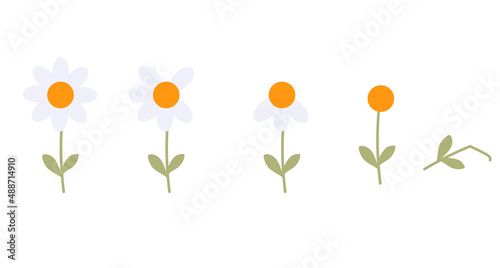 Flower at different stages of development. Flowering, falling petals, death