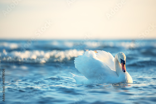 White swans in the sea,sunrise shot photo