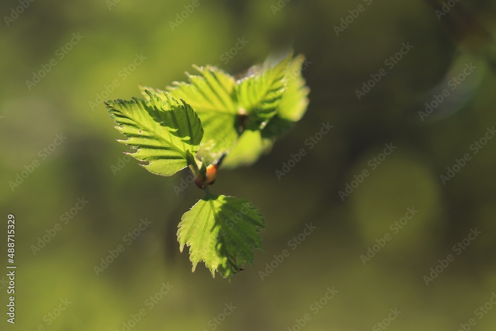 Young green leaves of birch tree on branch. Close up fresh of birch leaves in springtime Young green leaves of birch tree on branch. Close up fresh of birch leaves in springtime