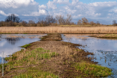 View of the natural reserve Bosco di Tanali in the marshes of Bientina, Pisa, Italy photo