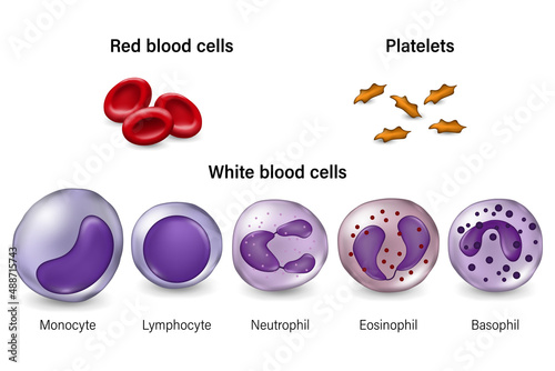 Red blood cells, Platelets and White blood cells. photo