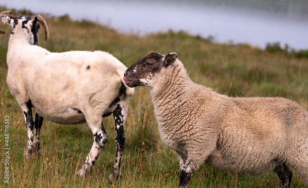 cute scottish wooly sheep grazing freely in a tall grass on the island of Islay cute scottish wooly sheep grazing freely in a tall grass on the island of Islay
