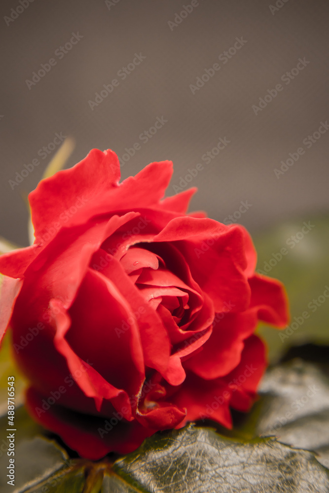 A green leaf and a rose in a dark background A green leaf and a rose in a dark background