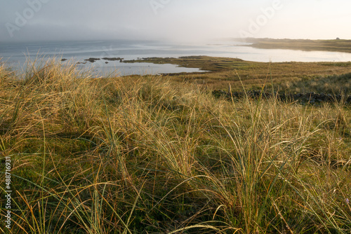 Soft clouds over a beautifully golden lit Scottish bay scenery with tall grass in the foreground and sea in the background  island of Islay  Scotland