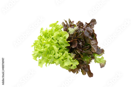 Isolated salad lettuce vegetable with on white background