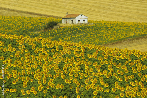 In the foreground a field cultivated with sunflowers, in the background a small country cottage