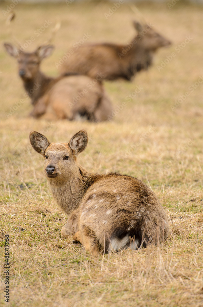 Fototapeta premium deer in the woods