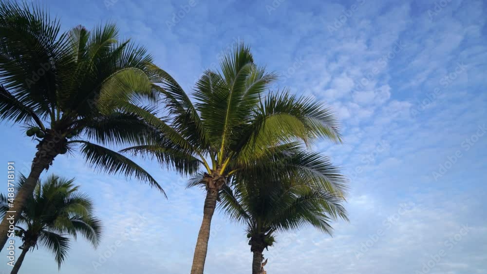 coconut palm tree with beautiful blue sky and clouds coconut palm tree with beautiful blue sky and clouds
