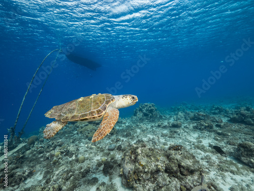 Seascape with Loggerhead Sea Turtle in the coral reef of Caribbean Sea, Curacao