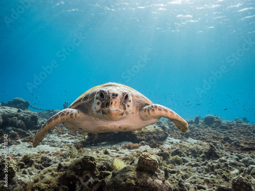 Seascape with Loggerhead Sea Turtle in the coral reef of Caribbean Sea, Curacao